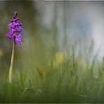 Stattliches Knabenkraut  Orchis mascula