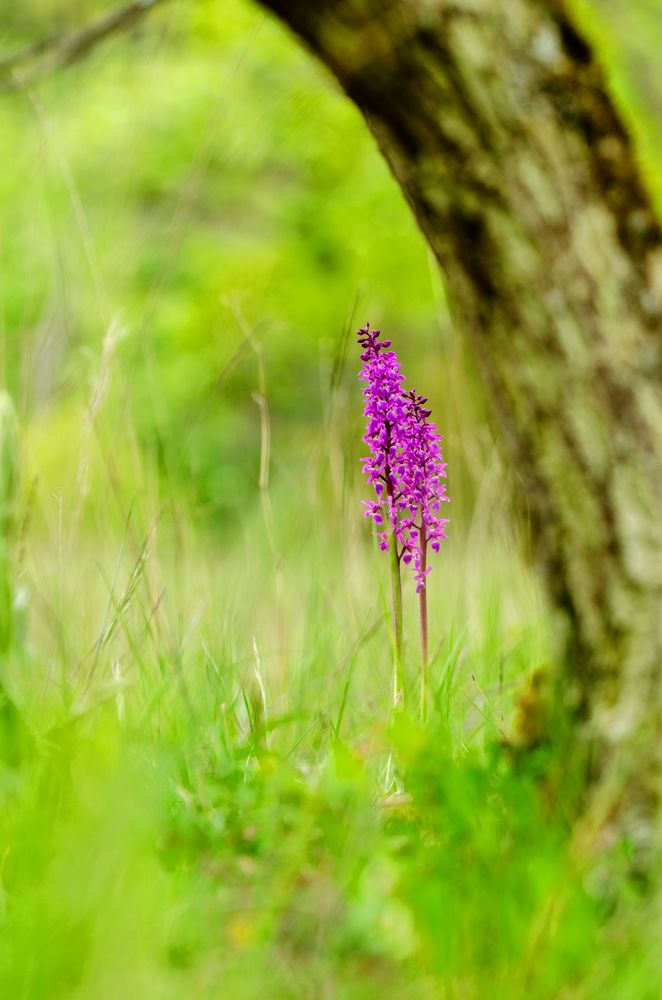 Stattliches Knabenkraut (Orchis mascula)