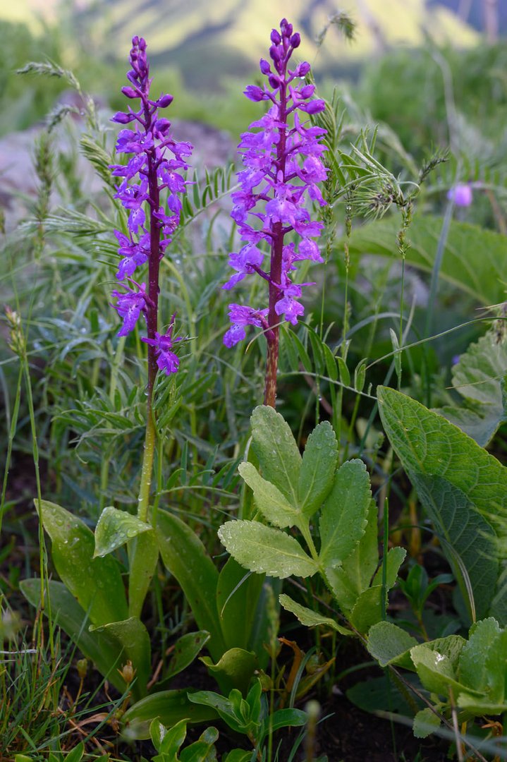 Stattliches Knabenkraut (Orchis mascula)