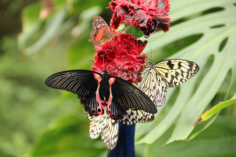 Stau an der Blume im Alaris Schmetterlings Park