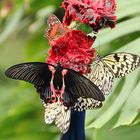 Stau an der Blume im Alaris Schmetterlings Park