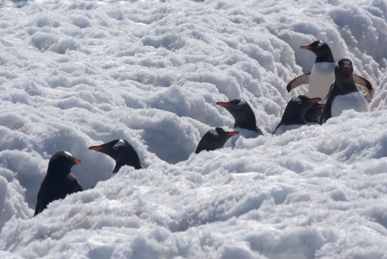 Stau auf dem Pinguin-Highway