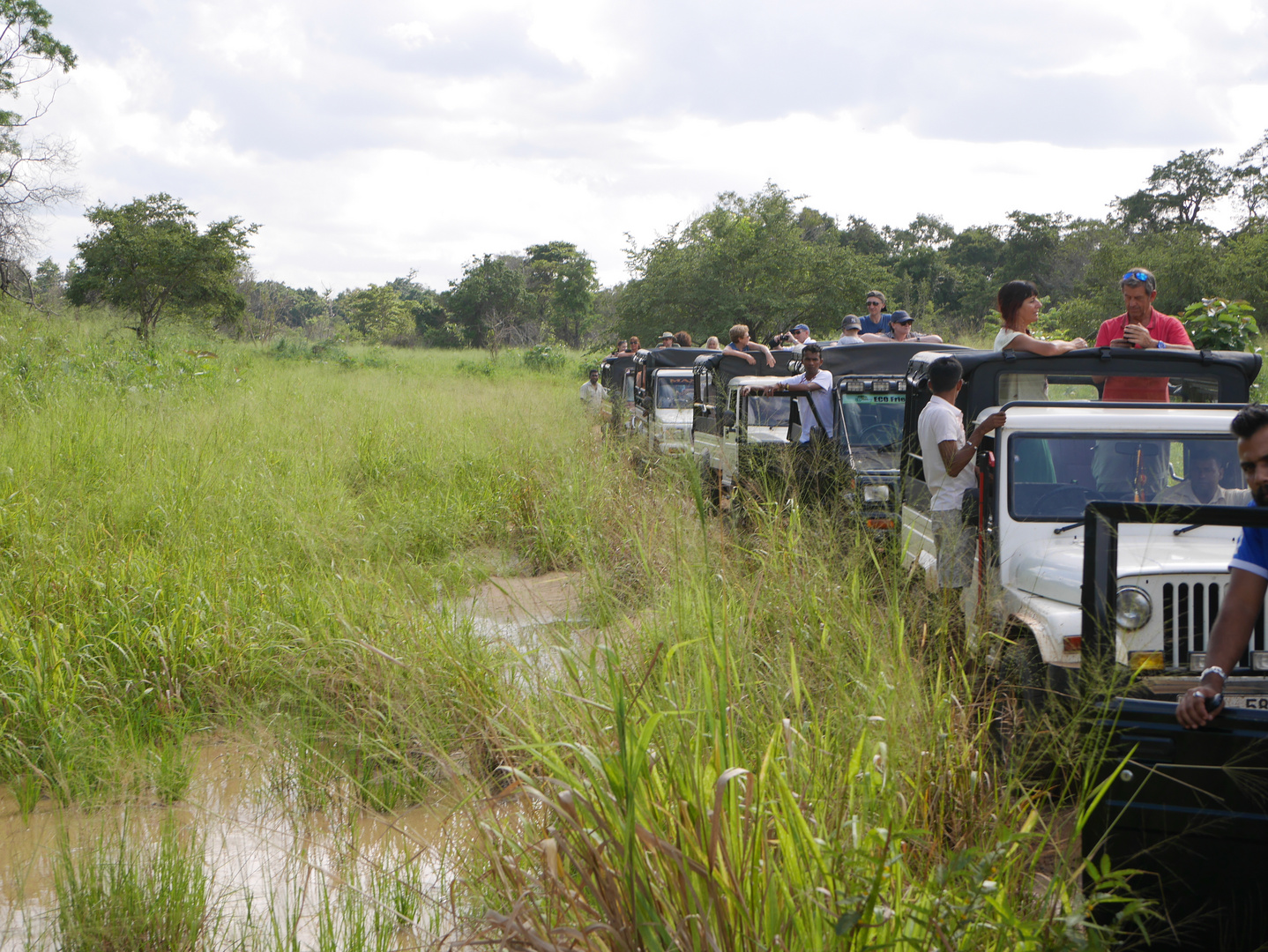 Stau bei der Safari