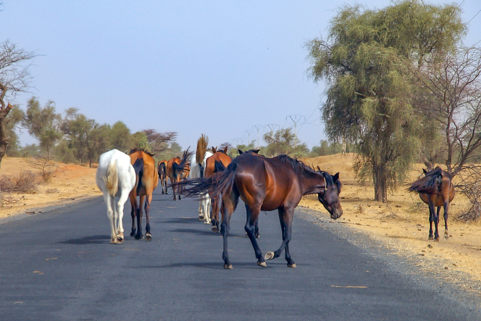 Stau zwischen Louga und Dahra (Senegal)