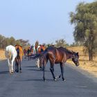 Stau zwischen Louga und Dahra (Senegal)