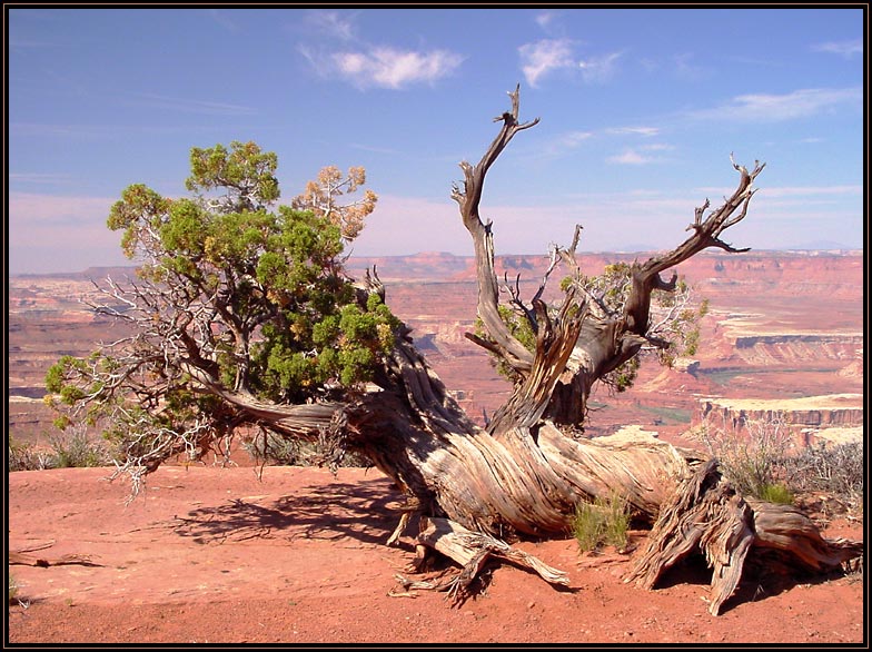 Staub, Baum, Fliegen