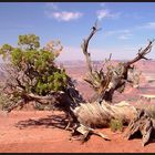 Staub, Baum, Fliegen