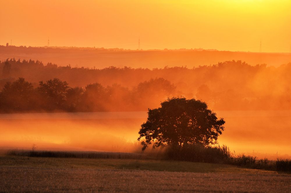 Staub der Ernte