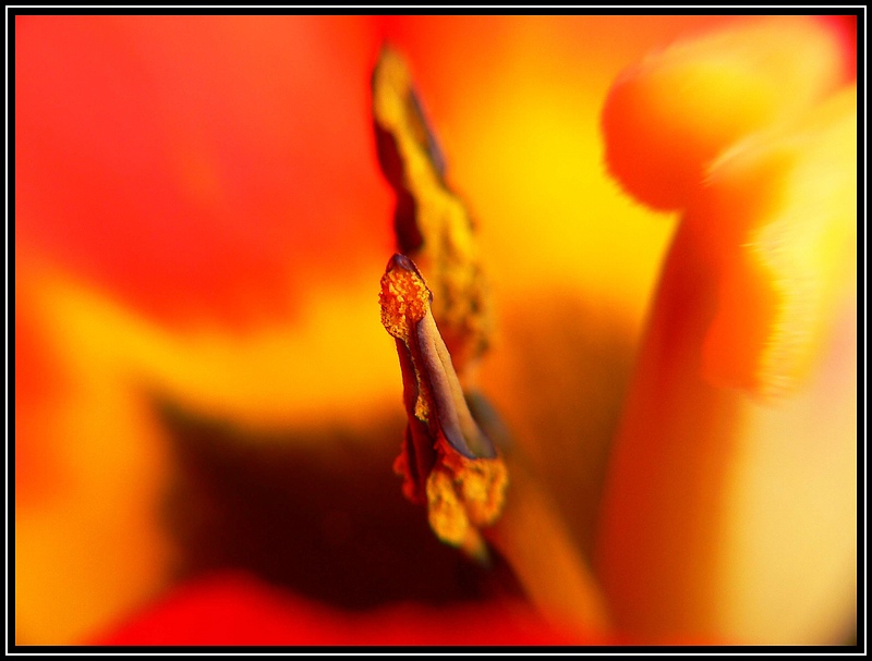 Staubblätter (Antheren) der Gattung Tulipa aus der Familie Liliaceae