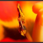 Staubblätter (Antheren) der Gattung Tulipa aus der Familie Liliaceae