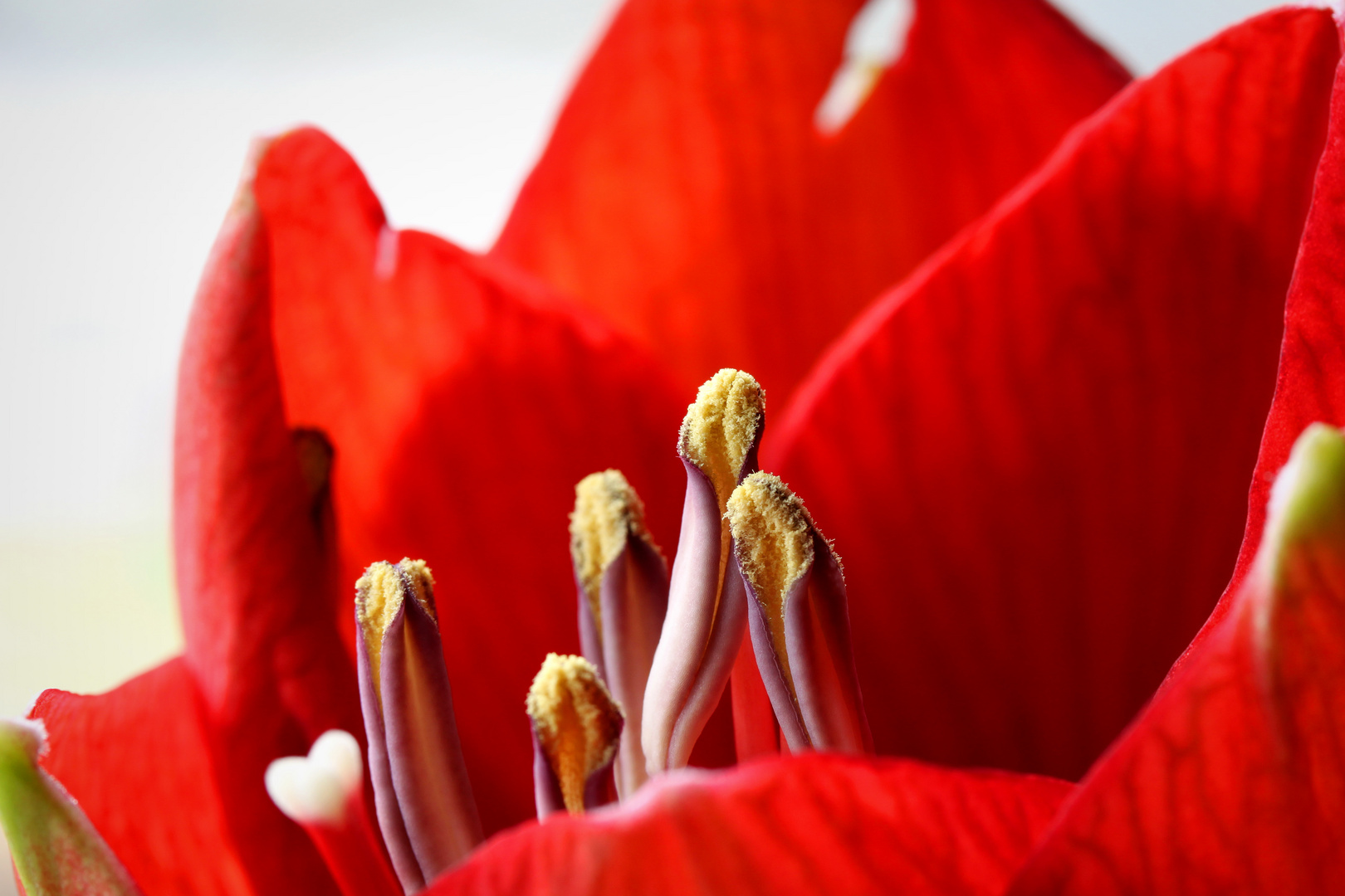 Staubblätter der Amaryllis