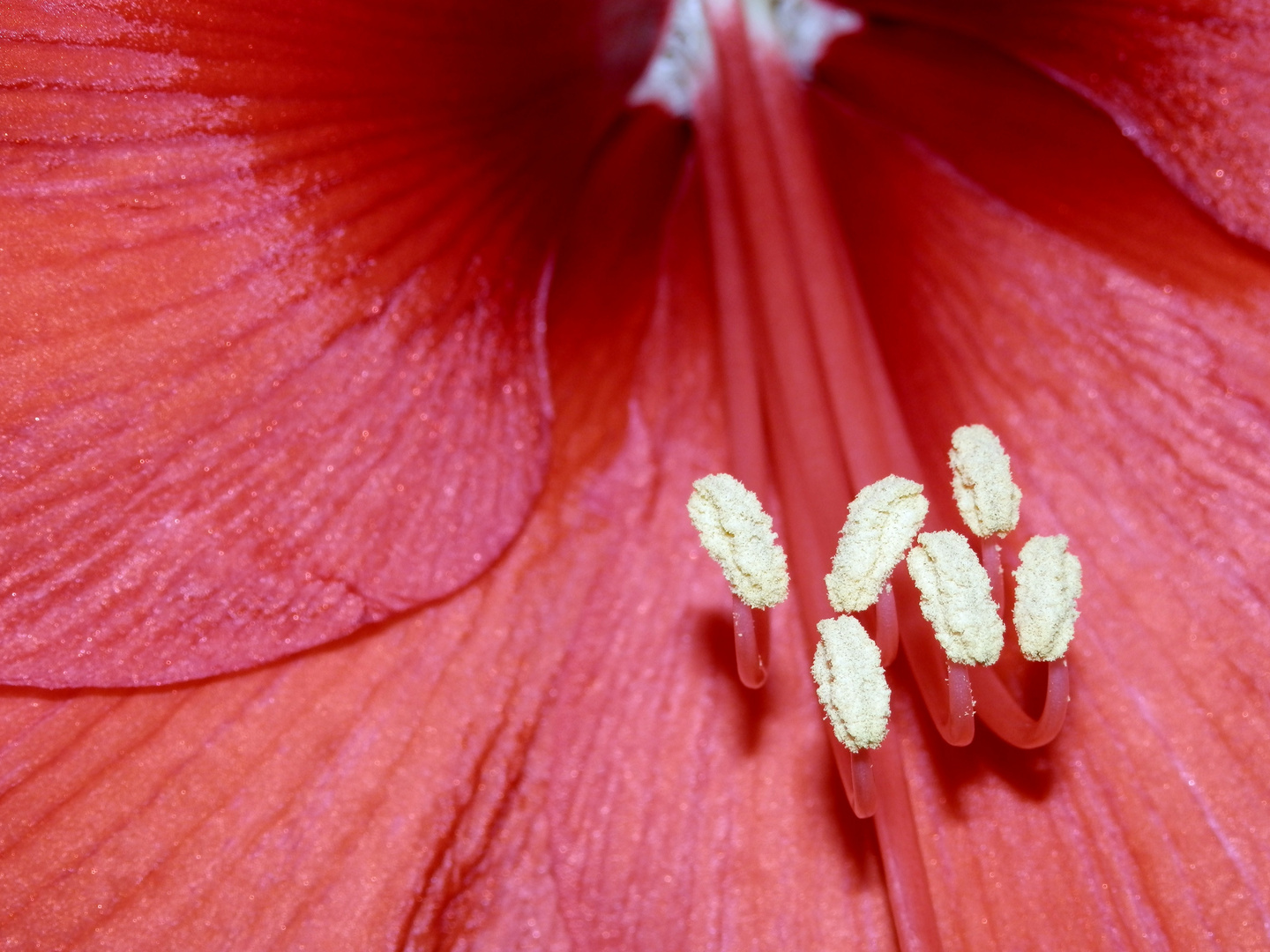 Staubblätter der Amaryllis