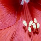 Staubblätter der Amaryllis