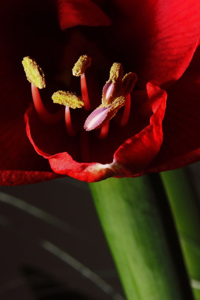 Staubblätter einer Amaryllis