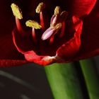 Staubblätter einer Amaryllis