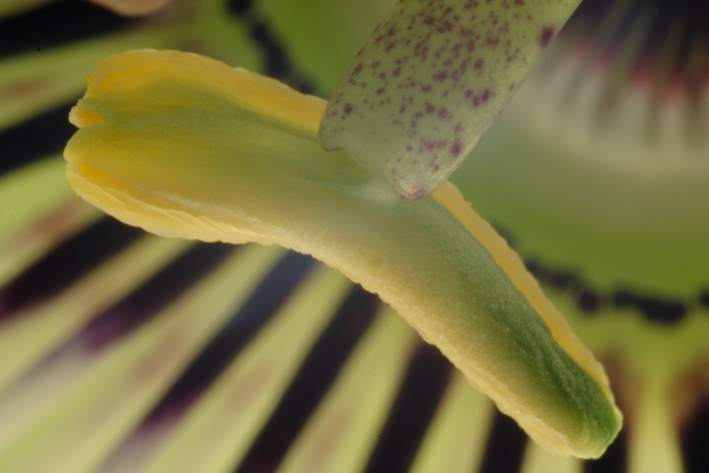 Staubblatt einer Passionsblume