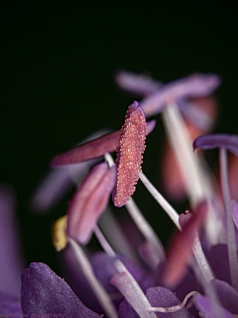 Staubblatt mit Pollen