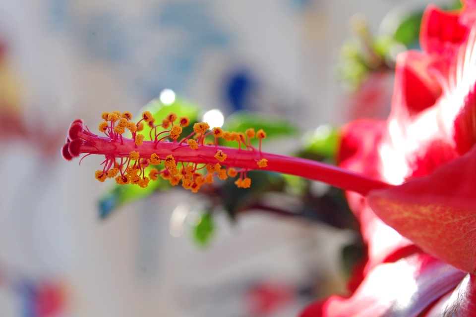 Staubblattsäule einer Hibiscusblüte