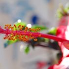 Staubblattsäule einer Hibiscusblüte