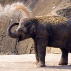 Staubdusche im Kölner Zoo