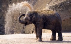 Staubdusche im Kölner Zoo