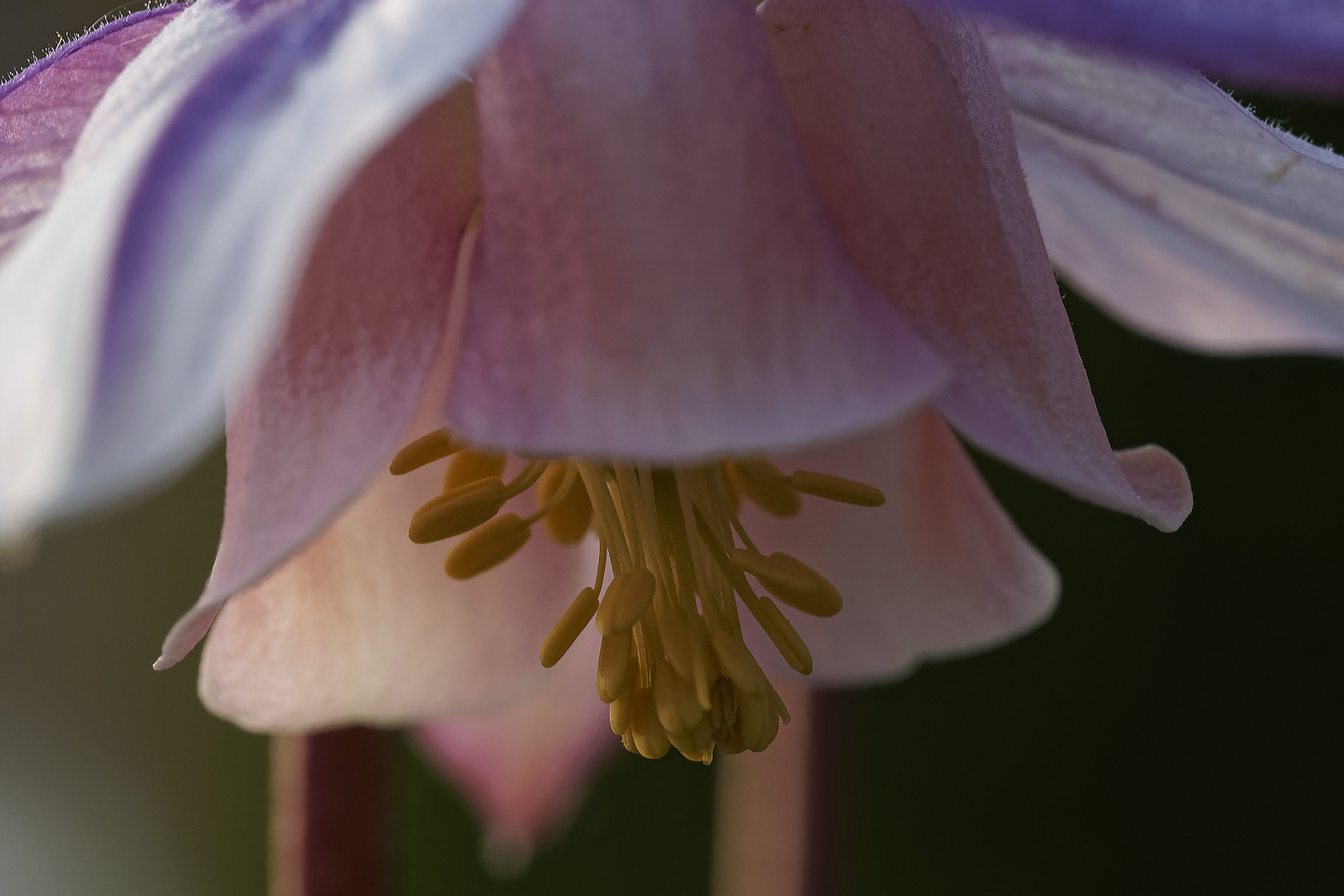 Staubgefässe der Akelei (Aquilegia)