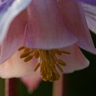 Staubgefässe der Akelei (Aquilegia)