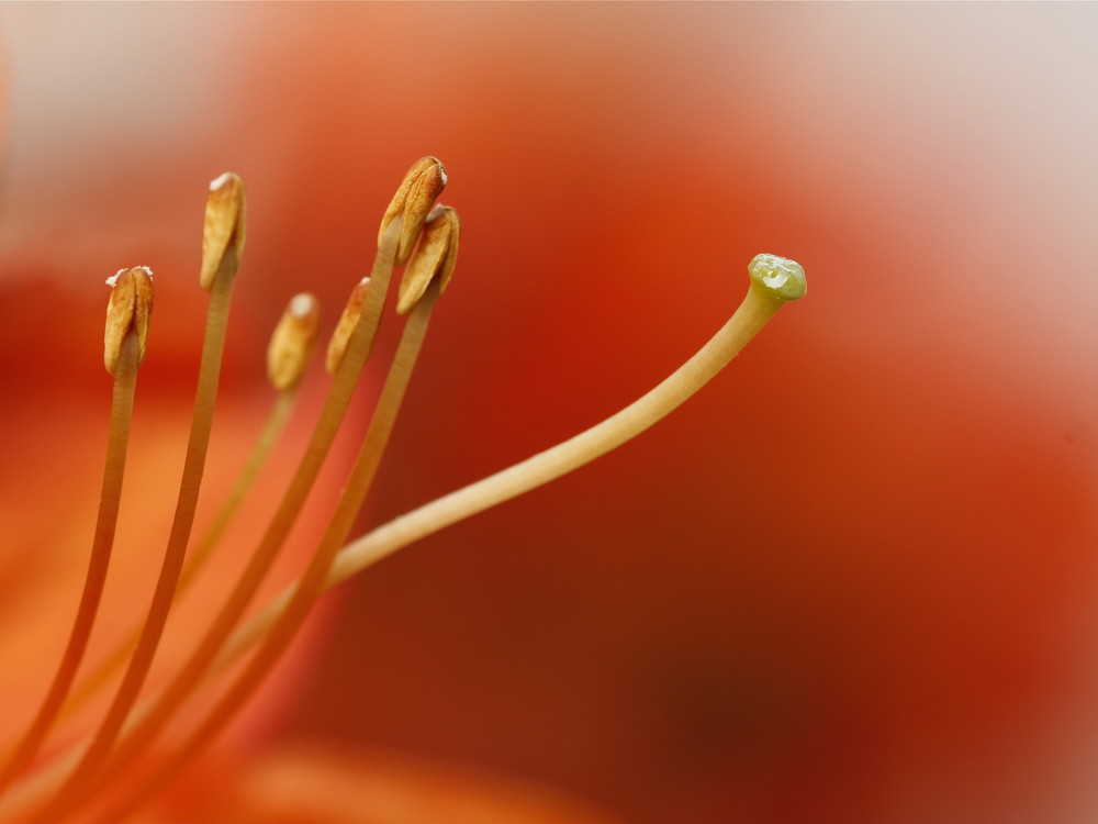 Staubgefäße der Amaryllis