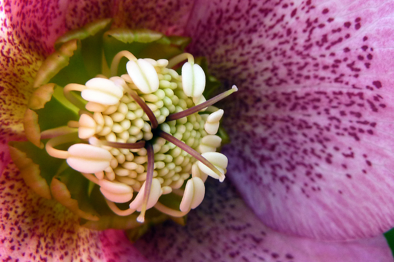 Staubgefäße der roten Schneerose