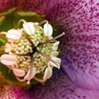 Staubgefäße der roten Schneerose