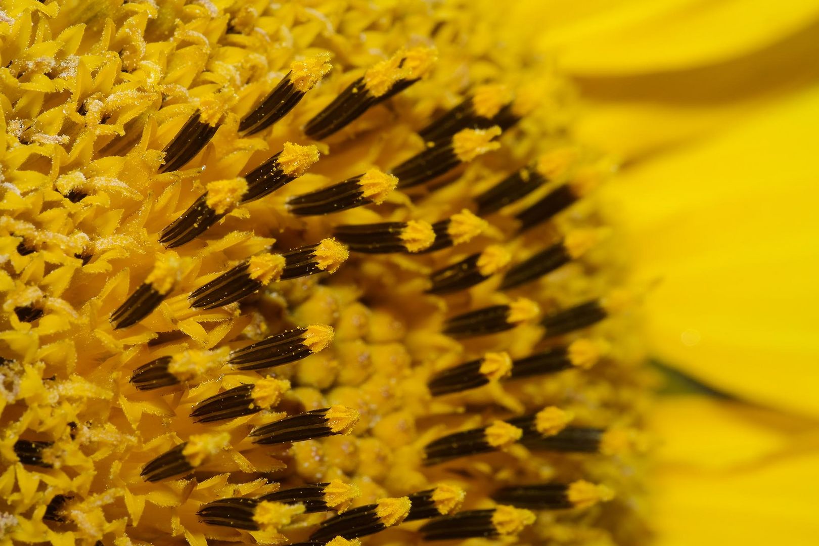 Staubgefäße der Sonnenblume