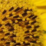 Staubgefäße der Sonnenblume