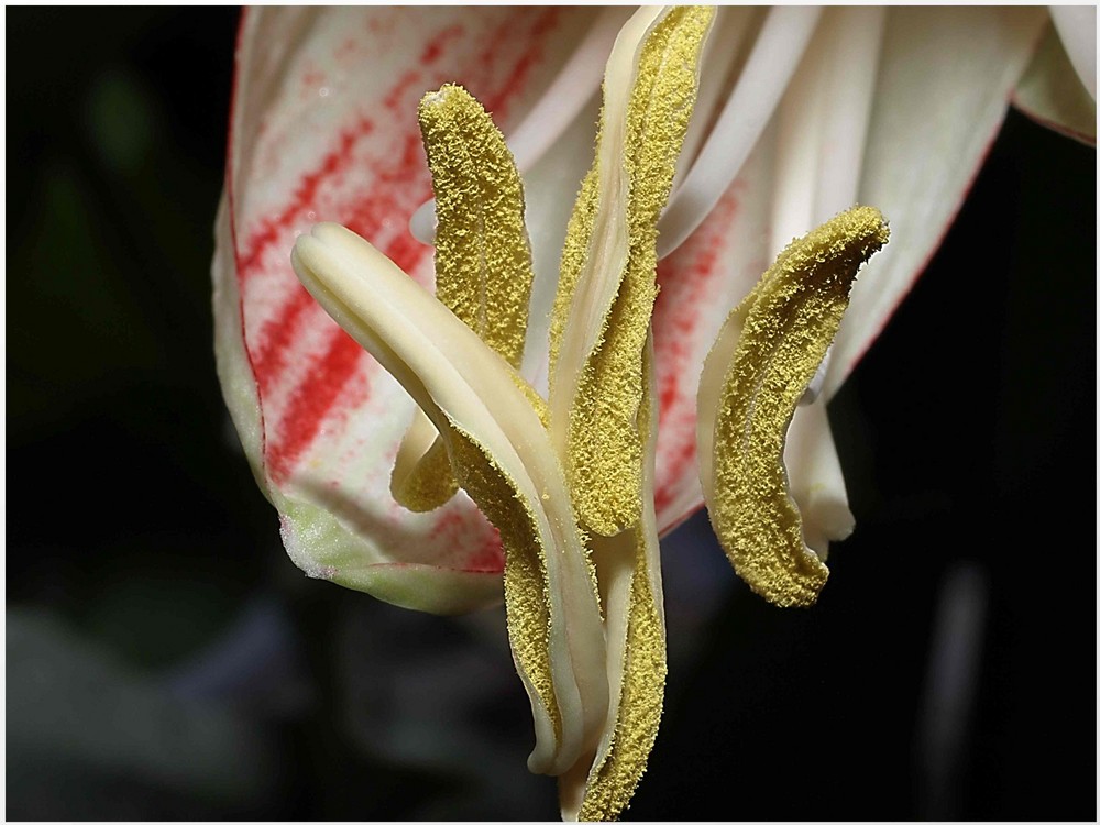 Staubgefäße einer Amaryllis