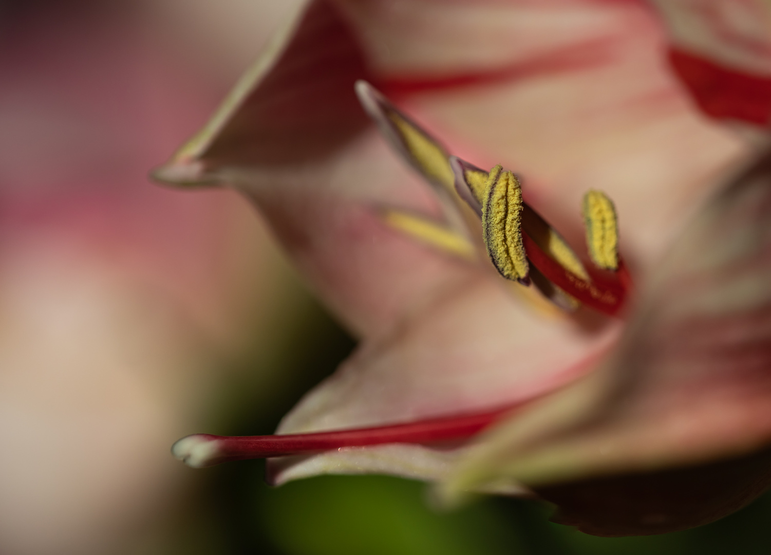 Staubgefäße einer Amaryllis