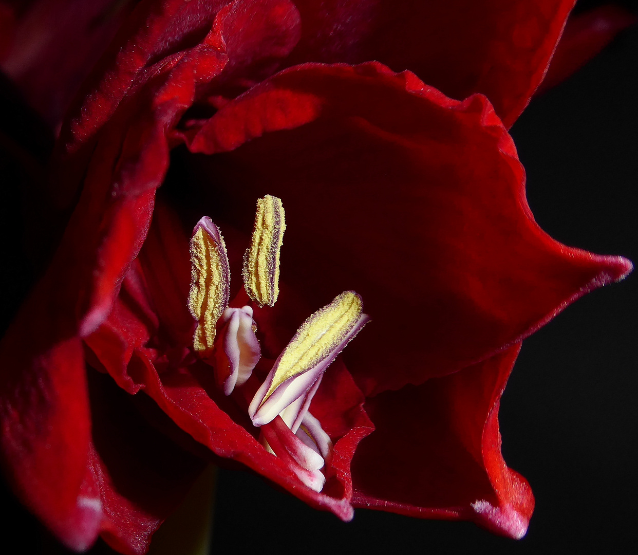 Staubgefäße einer Amaryllis