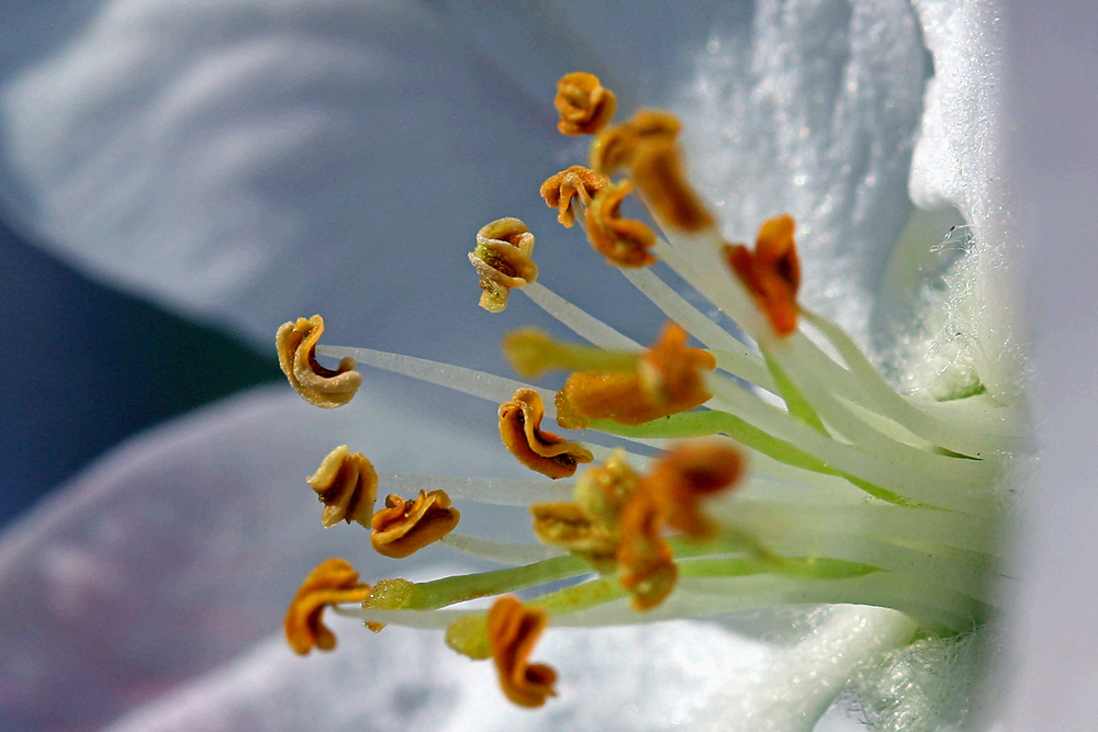 Staubgefäße einer Apfelblüte