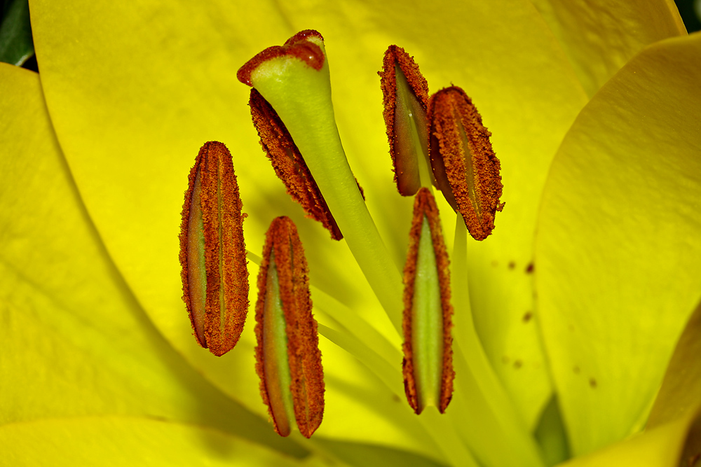 Staubgefäße einer gelben Lilie
