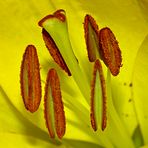 Staubgefäße einer gelben Lilie