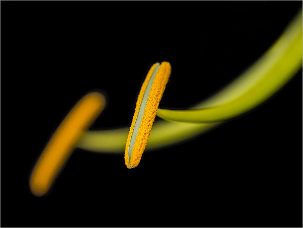 Staubgefäße einer Gloriosa rothschildiana