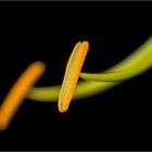 Staubgefäße einer Gloriosa rothschildiana