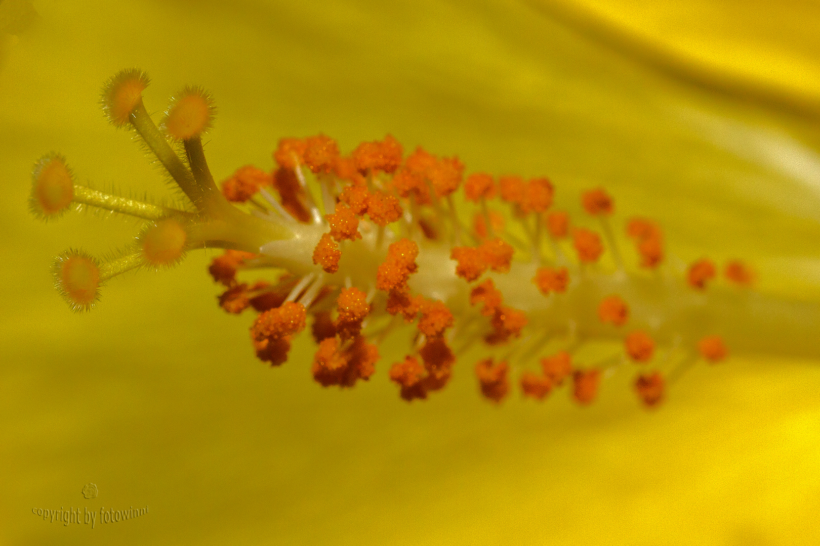 Staubgefässe einer Hibiscusblüte