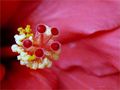 Staubgefäße einer Hibiskusblüte von Gartenpaule 