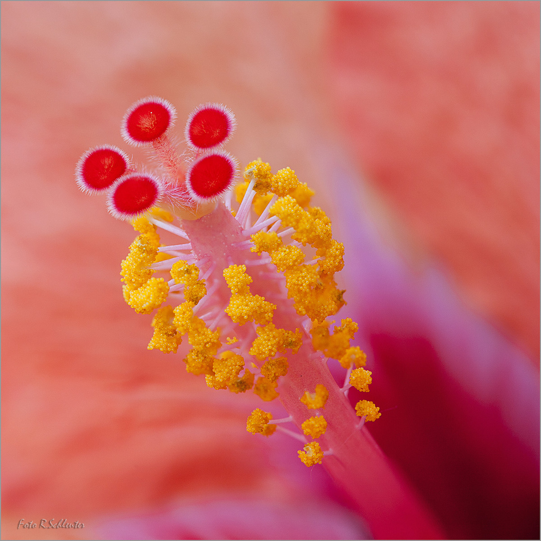 Staubgefäße einer Hibiskusblüte