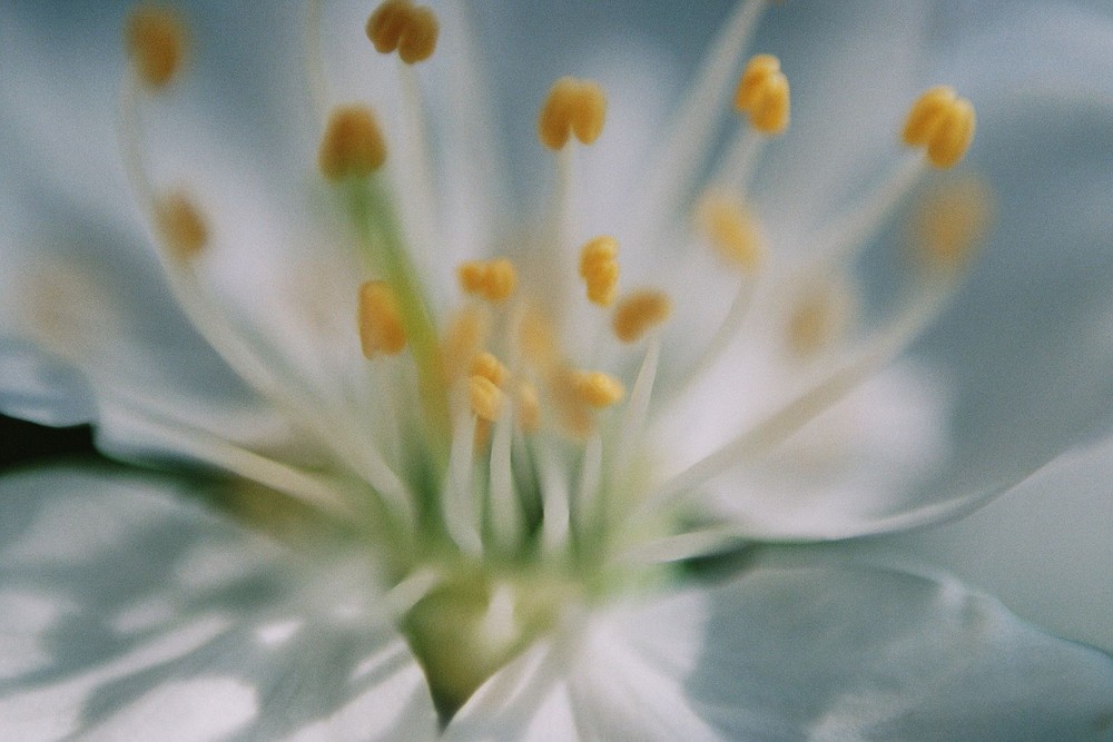 Staubgefäße einer Kirschblüte von Hans-Peter Bierlein 