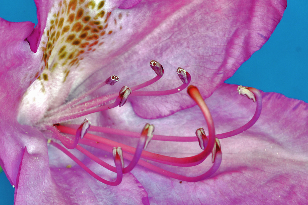 Staubgefäße einer Rhodedendronblüte in Farbe