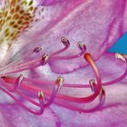Staubgefäße einer Rhodedendronblüte in Farbe