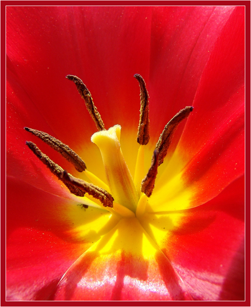 Staubgefässe einer Tulpe