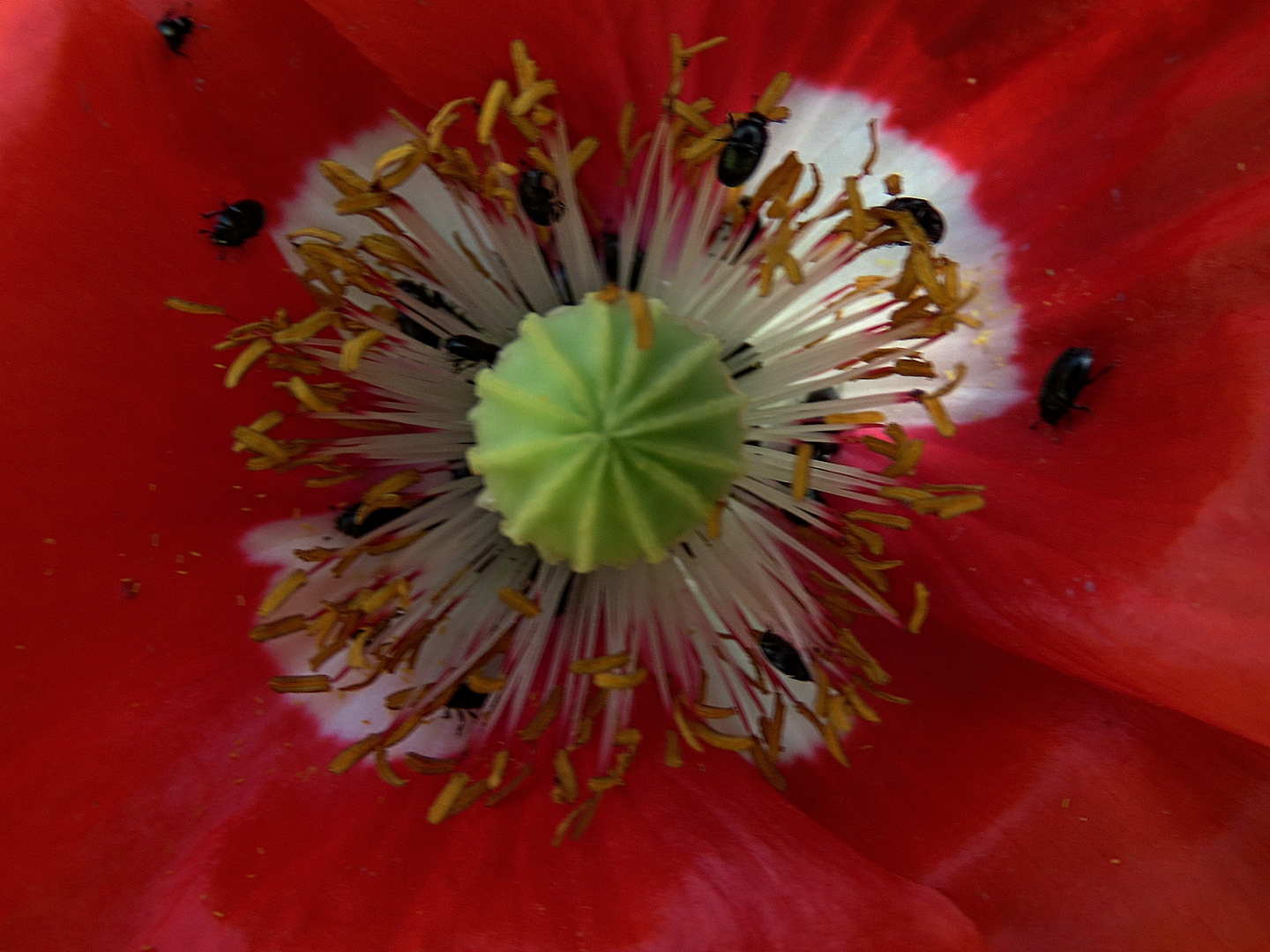 Staubgefäße einer Tulpe