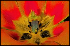 Staubgefäße einer Tulpe (Griffel)