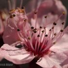 Staubgefäße einer Zierpflaumenblüte